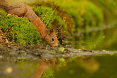 Eekhoorn / Squirrel (hut2 Holten/Rijssen)