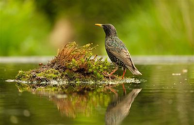 Spreeuw / Common Starling