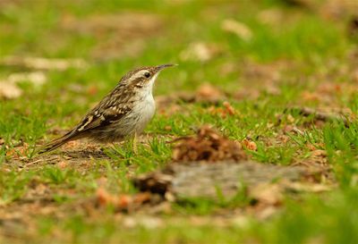 Boomkruiper / Short-toed Treecreeper.