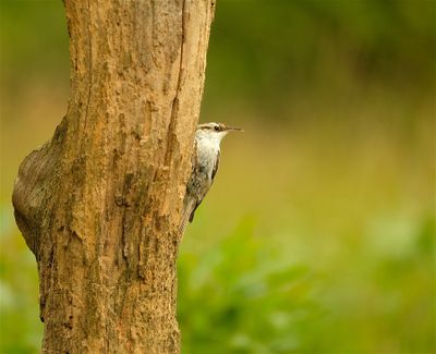 Boomkruiper / Short-toed Treecreeper