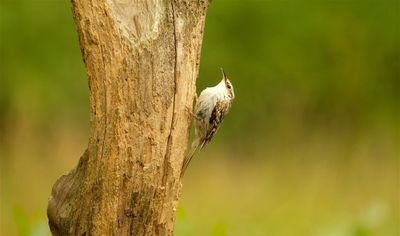 Boomkruiper / Short-toed Treecreeper.