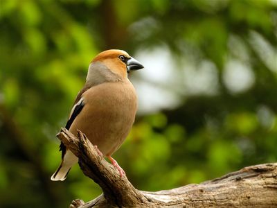 Appelvink / Hawfinch