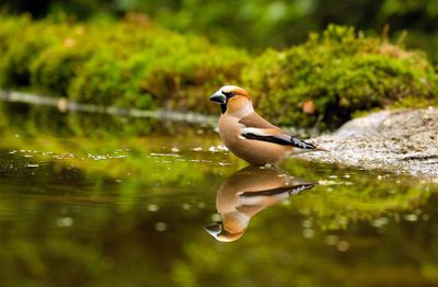 Appelvink / Hawfinch