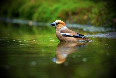 Appelvink / Hawfinch