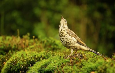 Zanglijster / Song Thrush.