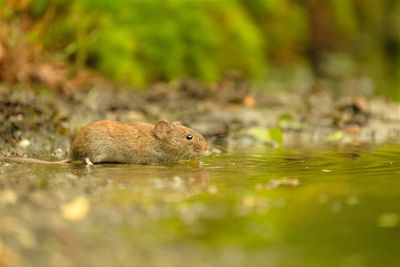 Rosse Woelmuis / Common Red backed mouse.