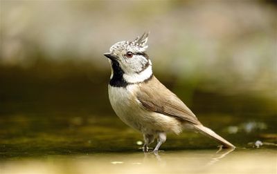 Kuifmees / European Crested Tit