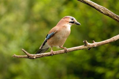 Gaai / Eurasian Jay