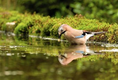 Gaai / Eurasian Jay.