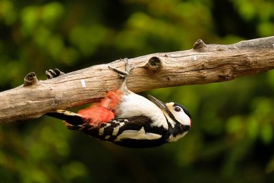Specht / Woodpecker