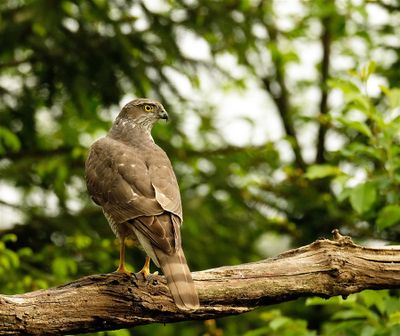 Havik / Northern Goshawk