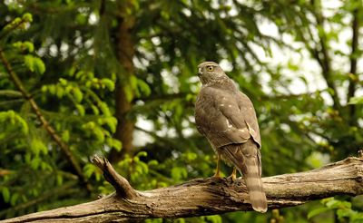 Havik / Northern Goshawk
