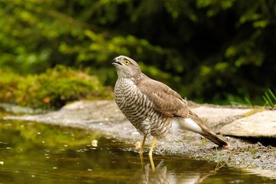Havik / Northern Goshawk