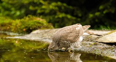 Havik / Northern Goshawk