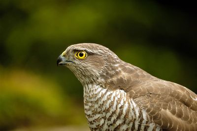 Havik / Northern Goshawk