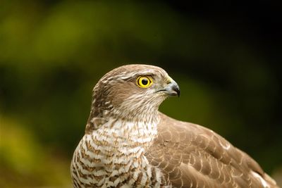 Havik / Northern Goshawk