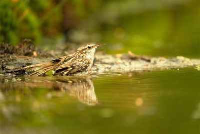 Boomkruiper / Short-toed Treecreeper
