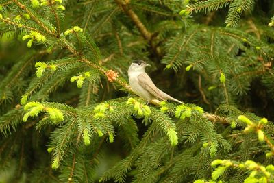 Zwartkop / Eurasian Blackcap