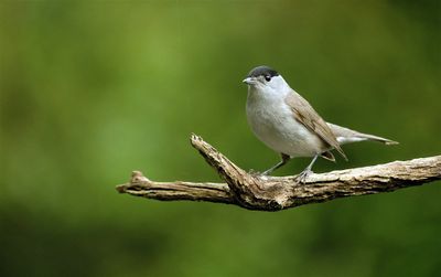 Zwartkop / Eurasian Blackcap