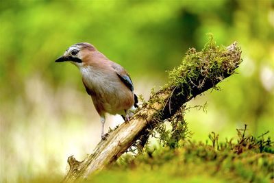 Gaai / Eurasian Jay.