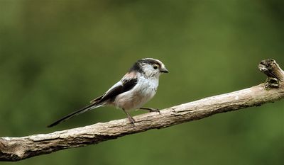 Staartmees / Long-tailed Tit.