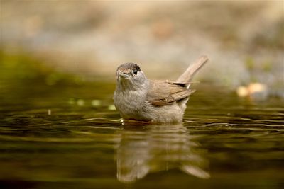Zwartkop / Eurasian Blackcap