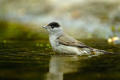 Zwartkop / Eurasian Blackcap