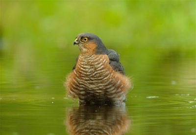 Sperwer / Eurasian Sparrow-hawk (Hut 2 Holten / Rijssen)