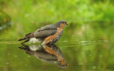 Sperwer / Eurasian Sparrow-hawk (Hut 2 Holten / Rijssen)