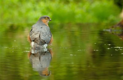 Sperwer / Eurasian Sparrow-hawk (Hut 2 Holten / Rijssen)
