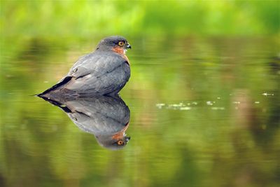 Sperwer / Eurasian Sparrow-hawk (Hut 2 Holten / Rijssen)