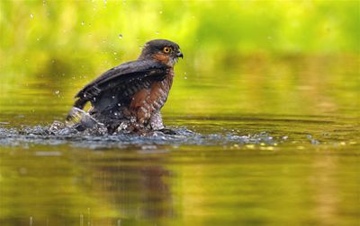 Sperwer / Eurasian Sparrow-hawk (Hut 2 Holten / Rijssen)