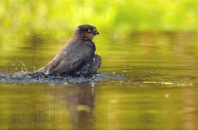 Sperwer / Eurasian Sparrow-hawk (Hut 2 Holten / Rijssen)