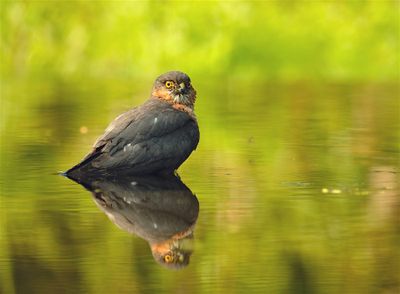 Sperwer / Eurasian Sparrow-hawk (Hut 2 Holten / Rijssen)