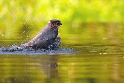 Sperwer / Eurasian Sparrow-hawk (Hut 2 Holten / Rijssen)