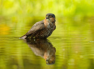 Sperwer / Eurasian Sparrow-hawk (Hut 2 Holten / Rijssen)