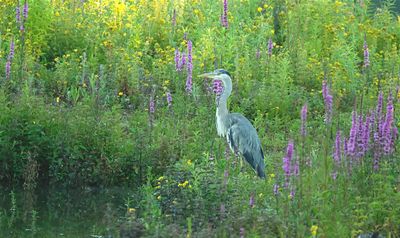Blauwe Reiger / Grey Heron (de Oelemars)