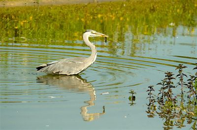 Blauwe Reiger / Grey Heron (de Oelemars)