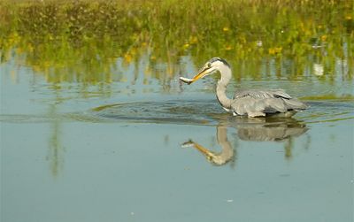 Blauwe Reiger / Grey Heron (de Oelemars)