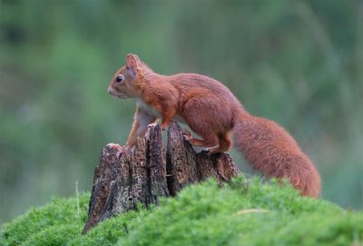 Eekhoorn / Squirrel