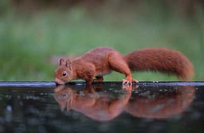 Eekhoorn / Squirrel