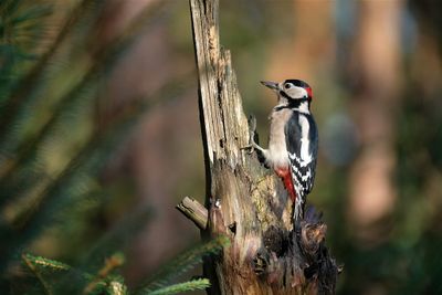 G.B.Secht / Great Spotted Woodpecker