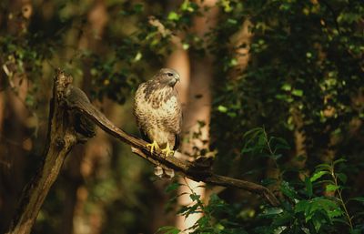 Buizerd / Common Buzzard (Holten-Hut Zuurberg)