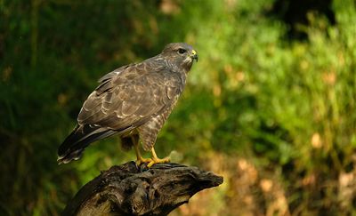 Buizerd / Common Buzzard (Holten-Hut Zuurberg)