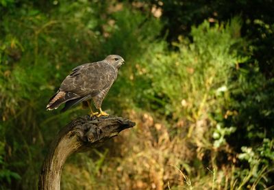 Buizerd / Common Buzzard (Holten-Hut Zuurberg)