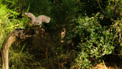 Buizerd / Common Buzzard (Holten-Hut Zuurberg)