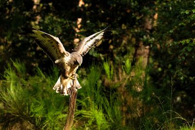 Buizerd / Common Buzzard (Holten-Hut Zuurberg)