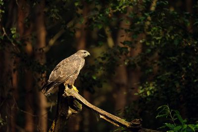 Buizerd / Common Buzzard (Holten-Hut Zuurberg)