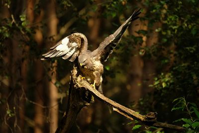 Buizerd / Common Buzzard (Holten-Hut Zuurberg)