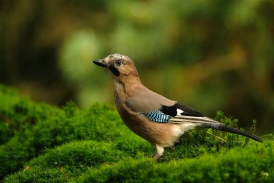 Gaai / Eurasian Jay